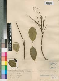 Image result for Anisophyllea quangensis