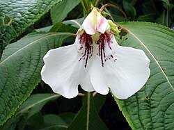 Image result for Impatiens kivuensis