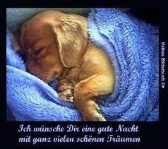 Doch vor allem süße hundewelpen sind zum verlieben und sie erobern sofort unser herz durch ihr. Pin Von Caroline Compton Auf Quote Gute Nacht Gute Nacht Spruche Nacht