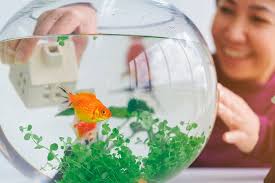 Untuk mengetahui ikan hias apa saja yang memiliki harga mahal di indonesia, berikut beberapa jenis ikan hias termahal di indonesia. Manfaat Memelihara Ikan Tak Hanya Tenangkan Pikiran Halaman All Kompas Com