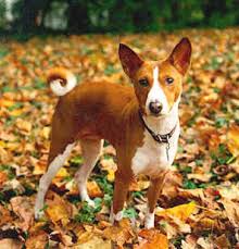 In search of new homes with loving families. Good Bad And Ugly Basenjis