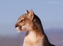 Puma Profile Google Search Animal Lover Animals Lion Profile