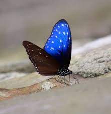 The Wild One Bellos Insectos Mariposas Lindas Mariposas Bonitas