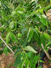 Image result for Uvaria welwitschii