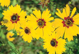 This native perennial blooms from summer to fall and is adapted to coastal locations. State Wildflower Florida Department Of State