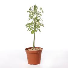 Image result for Adenia fruticosa