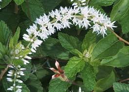 Image result for Itea