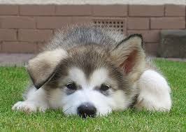 Advice from breed experts to make a safe choice. Wolf Puppy Alaskan Malamute Novocom Top