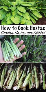 How To Cook Hostas Edible Wild Plants Edible Plants Wild Food Foraging