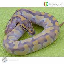 13 Beautiful And Colorful Small Snake Pets Pet Snake Snake Breeds Snake