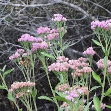 Image result for Pluchea