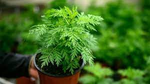 These plants are a good choice for rock gardens and other sunny, dry landscape sites. Coronavirus What Do We Know About The Artemisia Plant Bbc News