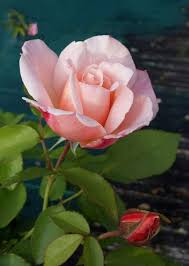 eloisa 花 写 ღ we dec 19 2018 ॐ ڿڰ 真 ฬ nan rose flower love flowers flower photos