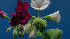 Download soul senki mod.blog / download latest na. I Absolutely Did Date Victoria Beckham Yes Thu Nguyen Vlog Soft Piano For Reading Youtube