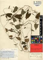 Image result for Ipomoea barteri