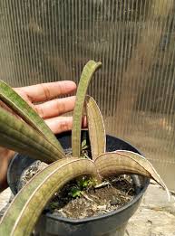 Image result for Sansevieria hallii