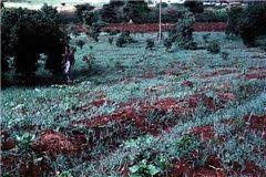 Image result for Digitaria abyssinica