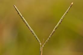 Image result for Paspalum vaginatum