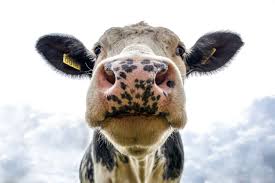 Man Tries to Get a Blowjob Off a Cow!