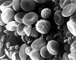 Image result for Every hour more than one billion cells in the body must be replaced.