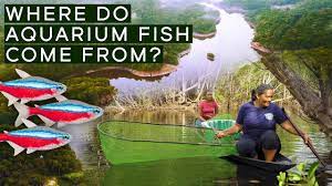 Where Do Your Aquarium Fish Come From Youtube