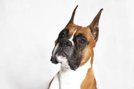A seizure is not a disease itself, it is a. Dog Of The Day Boxer Dakotah S Doggy Daycare