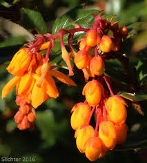 Image result for Berberis darwinii