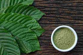 Daun Dolar Tanaman Obat Khas Kalimantan Yang Kontroversial