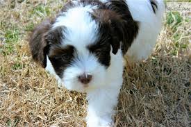 We provide aggregated results from multiple sources and sorted by user interest. Akc Lily Magnificent Green Eyes Havanese Puppies For Sale Havanese Puppies Havanese