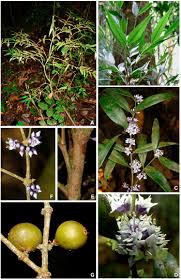 Image result for Memecylon sp. C