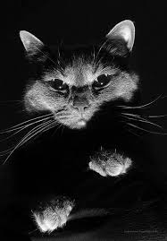 Superiority Complex Cats Pets Cats Pets