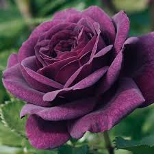 Fleurs Rose Mauve Fonce Recherche Google Rose Seeds Rose Bush Seeds Purple Roses