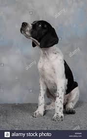 Black And White English Pointer Puppy This Puppy Looks Like My Puppy Xd So Cute Lol English Pointer Puppy Pointer Puppies Puppies