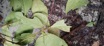 Image result for Alchornea hirtella