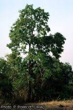 Image result for Ekebergia