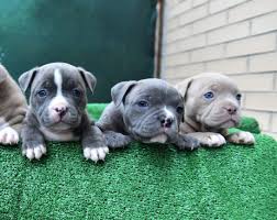 Do pitbulls need special food? How Much To Feed A Pitbull Puppy Dogs Love Us More
