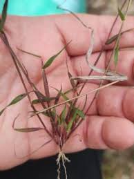 Image result for Pentameris