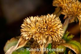 Image result for Flaveria trinervia