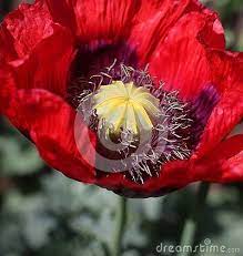 Pin On Flowers