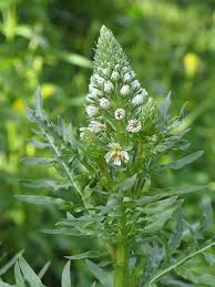 Image result for Resedaceae