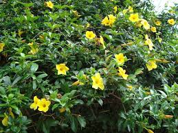 Pin On Flowers Of India
