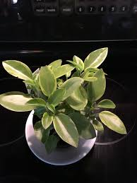 Peperomia Orba Variegata Peperomia Plants Houseplants