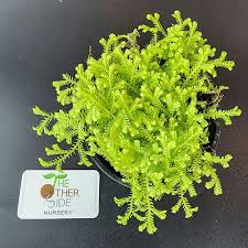 Image result for Salacia kraussii