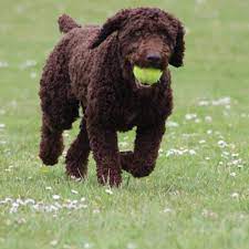 With proper exercise and socialization, the spanish water dog is a decent watchdog and a spritely family companion. Spanish Water Dog Borrowmydoggy Leaving Pawprints Of Happiness