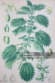 Image result for Urtica urens