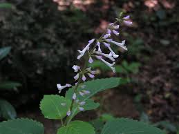 Image result for Orthosiphon schimperi