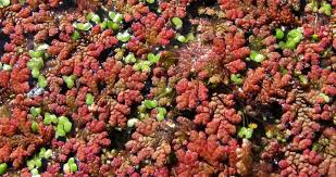 Image result for Salviniaceae