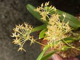 Image result for Bulbophyllum oreonastes