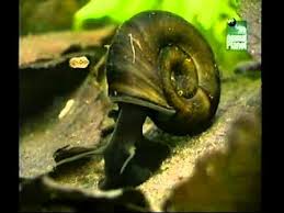 Educational video on ribeiroia ondatrae, featuring origami and an original song! Ribeiroia Alchetron The Free Social Encyclopedia