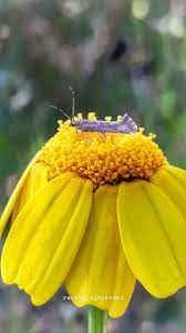 ورد أصفر طبيعة شجر اصفر غزة طبيعة جميل فلسطين القدس كلام تصوير صور ابيض صباح خير صل instagram instagram photo photo and video